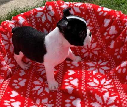 O�kovan� �t��ata Bostonsky Terier p�ipraven� dnes#@$