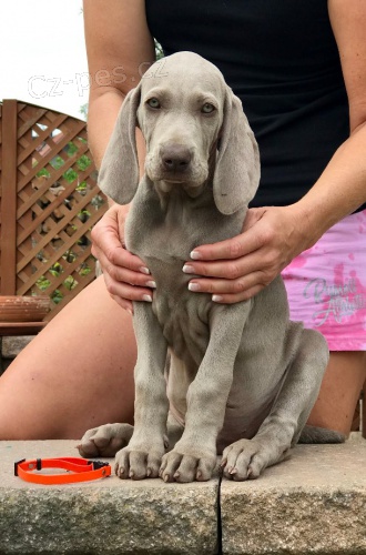 V�marsk� oha� kr�tkosrst� s PP