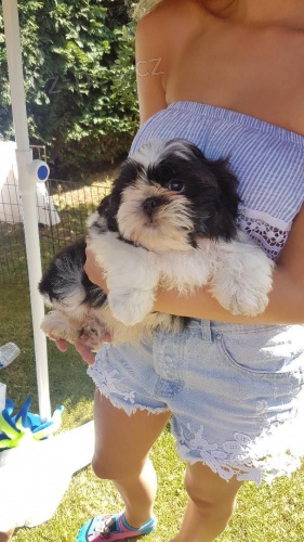 2 n�dhern� Kc registrovan� �t��ata Shih Tzu