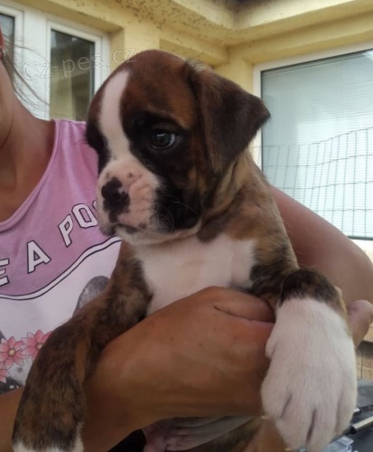 N�meck� boxer �t��ata