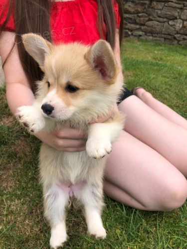 Vel�sk� corgi Pembroke