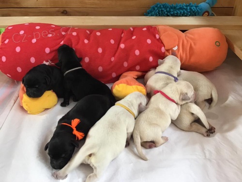 �t���tka labradorsk�ho retr�vra