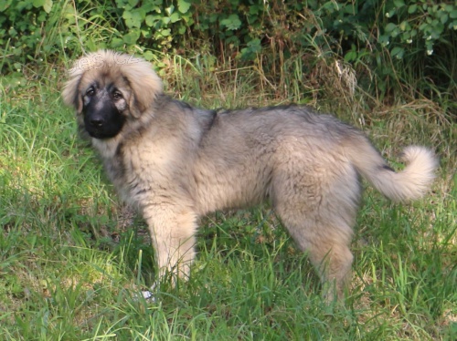 �arplaninsk� pasteveck� pes - s PP