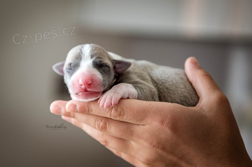 �t��ata Whippeta