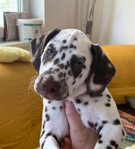 �t�n� dalmatin s PP