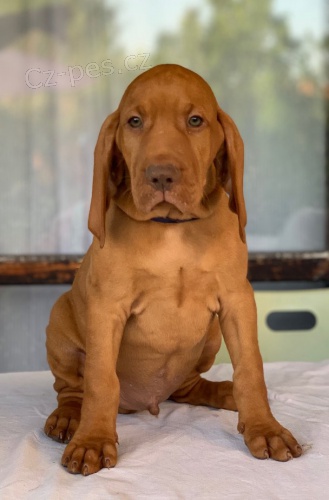 �t��ata Ma�arsk�ho oha�e s PP