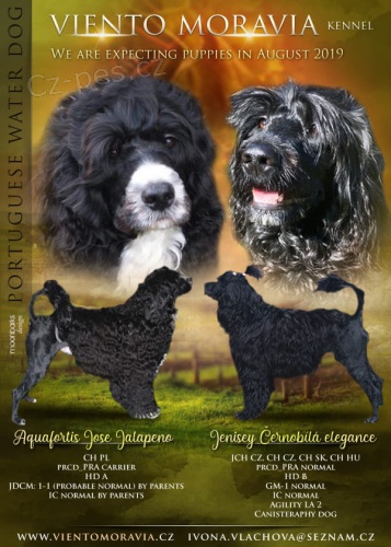 Zad�m �t��ata Portugalsk� vodn� pes 