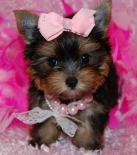 �t��ata Yorkshire Terrier