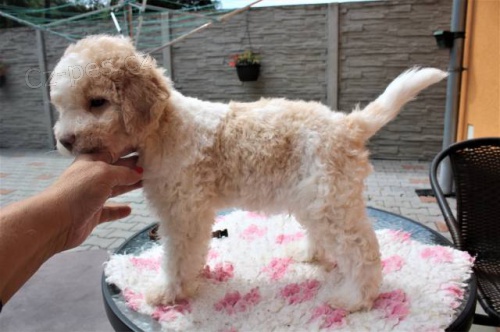 Lagotto Romagnolo - Italsk� vodn� pes