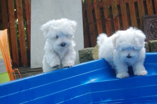 registrovan� maltsk� �t���tka, pokud hled�te kr�sn� �t�n�, napi�te n�m. V�echna �t��ata maj� zdravotn� z�ruku 1 rok, veterin�rn� kontrolu, aktu�ln� v�st�ely a od�erven�. 1 pes a 1 fena v p��pad� z�jmu