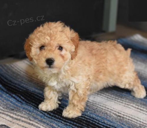 Zdrav� �t���tka pudl� �t��ata ps� i samic. V�ichni miloval a velmi dob�e postar�no. Ka�d� z nich m� mikro�ip, nejnov�j�� vakc�nu proti vzteklin� a v�dy byl na prevenci srde�n�ch �erv�