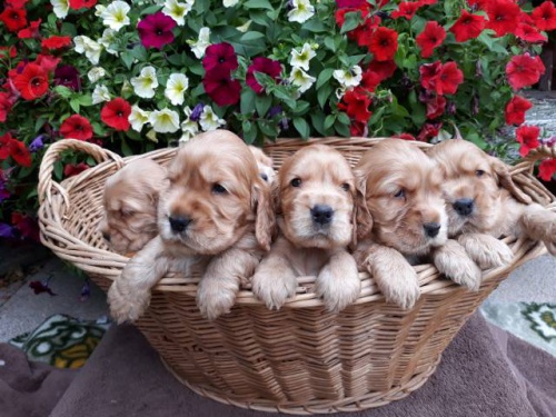 Anglick� kokr�pan�l �t���tka