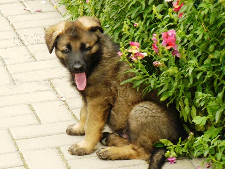 N�meck� ov��k, �t��ata s PP