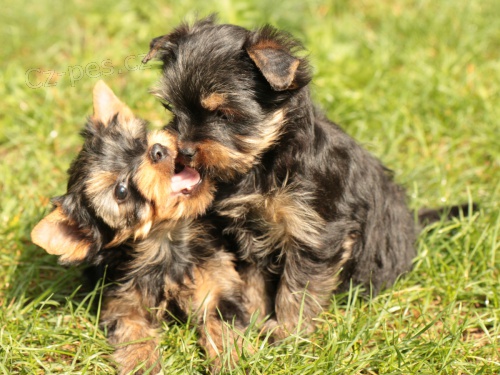 �t��ata jork��rsk�ho teri�ra