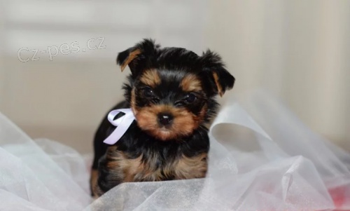 P�kn� �t��ata york��rsk�ho teri�ra