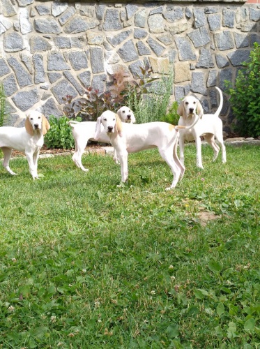 Fr. honi� Porcelaine