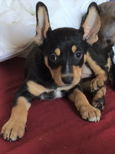 Peru�nsk� nah�� st�edn� - osrst�n�