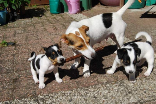 jack russell �t��ata mu� �ena v�st�ely od�erven� kr�tk� nohy kr�tk� srsti hn�d� a b�l�