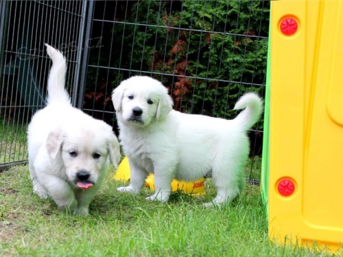 K dispozici �t��ata zlat�ho retr�vra ve v�ku 12 t�dn�