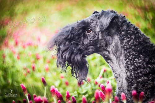 �t���tka kerry blue