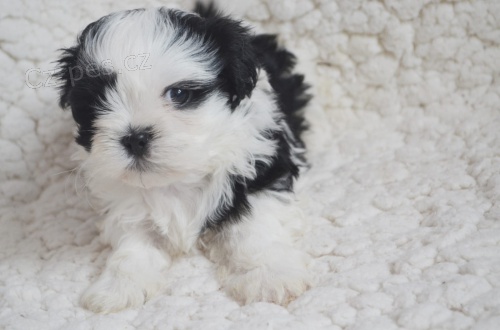 Kr�sn� �t�n� Shitzu hledaj�c� domov