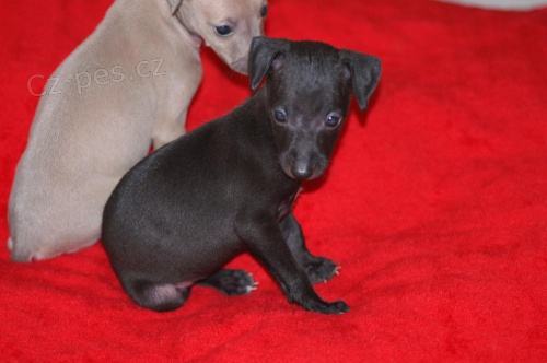 �t���tka italsk�ch chrt�k� fenky a ps�ci