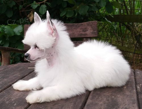 ��nsk� chocholat� �t���tka p�ipraven� j�t do nov�ch domov� te�. Pros�m, kontaktujte, pokud pro n� m�te doma m�sto.