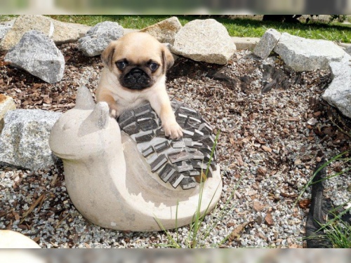 samec a samice mops �t��ata p�ipraven k p�ijet�