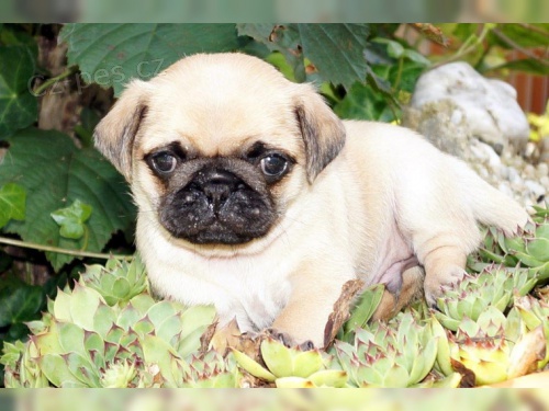 samec a samice mops �t��ata p�ipraven k p�ijet�