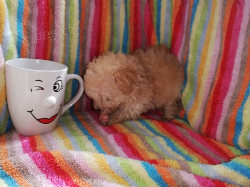 �t��ata pudl�ch na ��lku �aje, hled�n� nov�ch rodi�� co nejd��ve