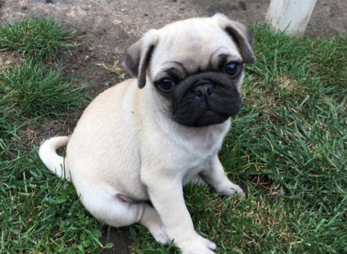 kr�sn� Mops �t�n� k adopci.