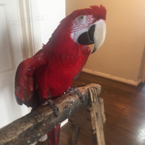 Chci rozdat sv�ho kr�sn�ho pt�ka k adopci.