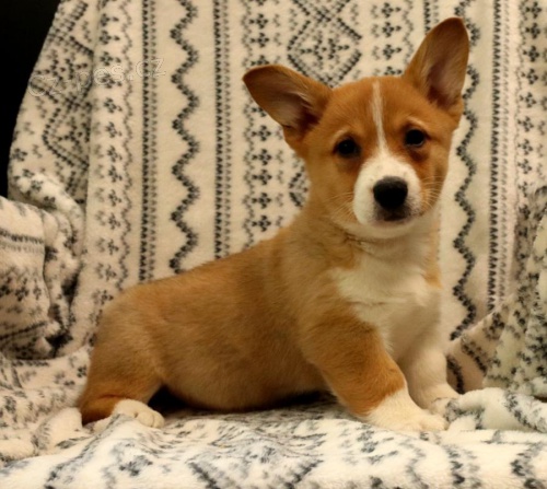 Vel�tina Corgi (Pembroke)