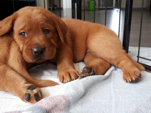 Labradorsk� retr�vr �t�n�tka