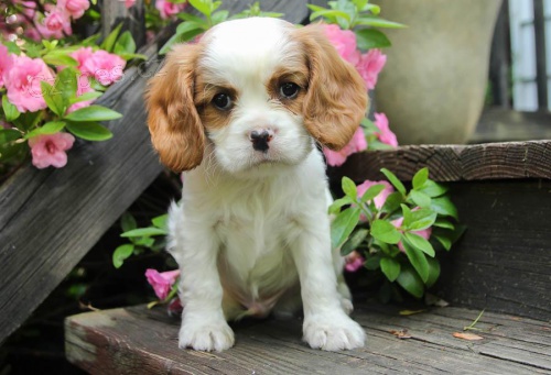 Kaval�r King Charles �pan�l