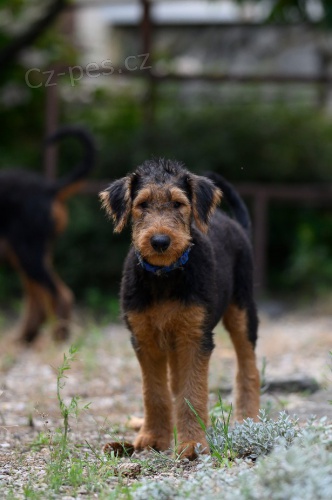 Erdelteri�r - airedaleterie