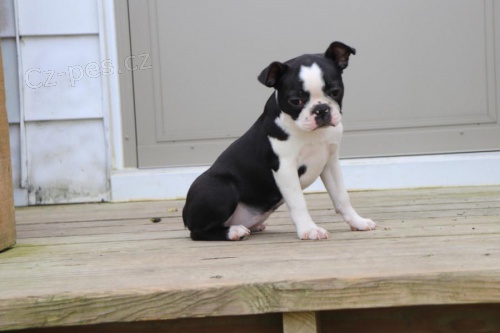 Bostonsk� teri�r