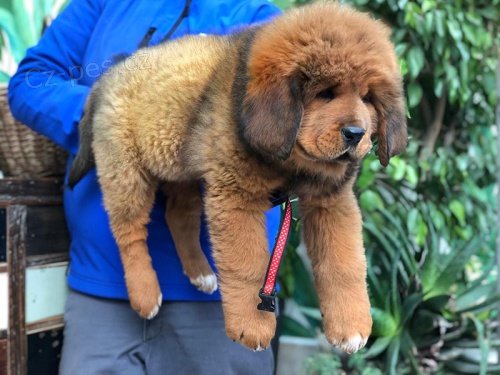 Tibetsk� mastif �t�n�