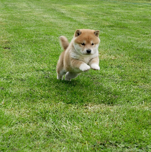 �t�n� shiba Inu