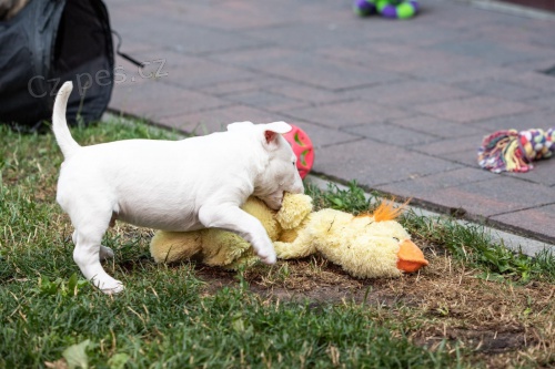 B��� teri�r �t��ata AKC