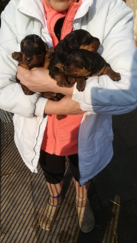 Erdelterier, �t��ata s PP