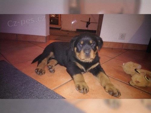 zdrav� t���tka Rottweiler pro p�ijet�