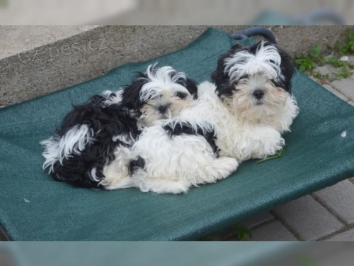 zdrav� t���tka ShihTzu pro p�ijet�