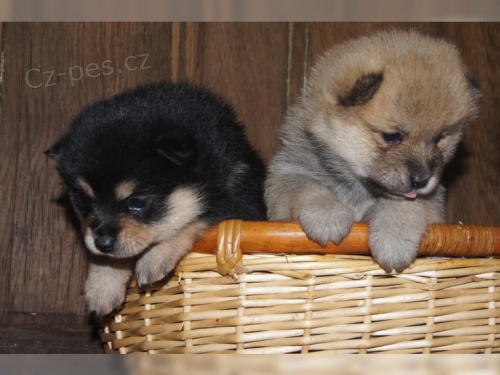 zdrav� t���tka Shiba Inu pro p�ijet� 