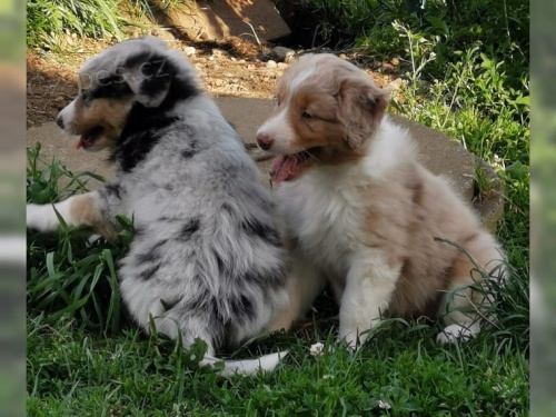 zdrav� t���tka Australsk� ov��k pro p�ijet�