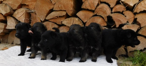 N�meck� ov��k