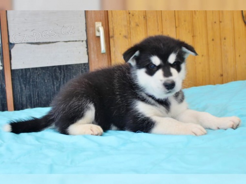 zdrav� t���tka Alja�sk� malamut pro p�ijet�