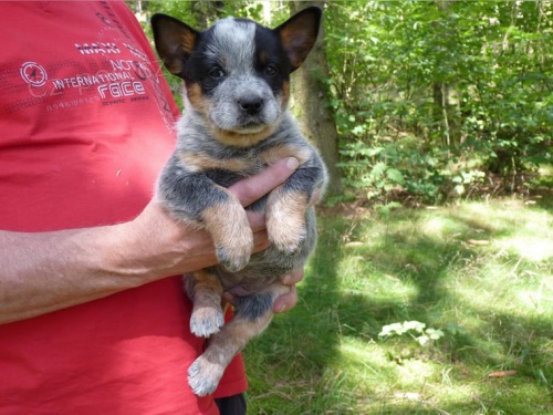 zdrav� t���tka Australsk� hon�ck� pes pro p�ijet�