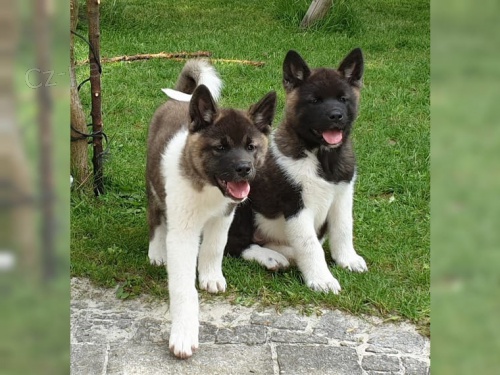 zdrav� t���tka Akita Inu pro p�ijet�