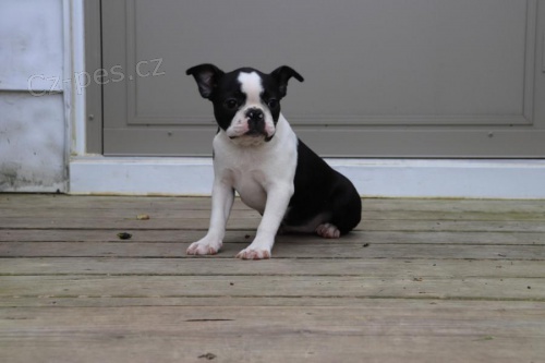 Bostonsk� teri�r pro adopci zdarma pouze seri�zn� dotaz.